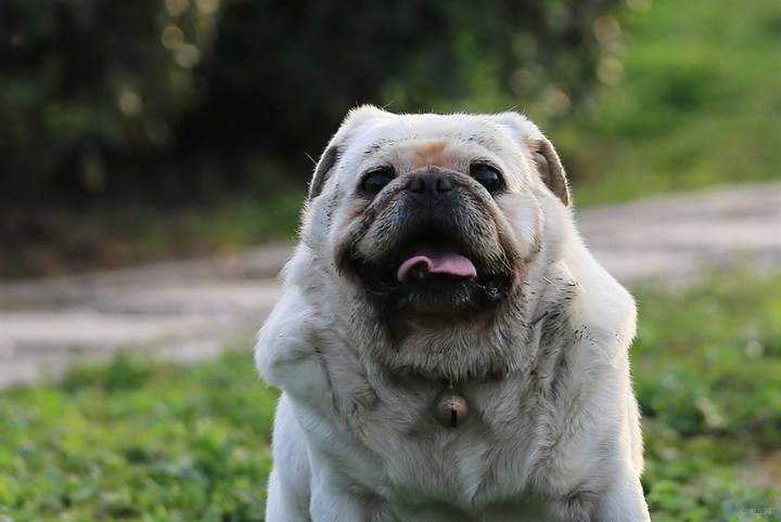 狗狗绝育后会导致发胖？为什么一些狗狗会在绝育后发胖呢？