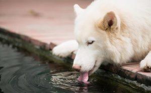 狗狗不能喝的种水有哪些你知道吗？