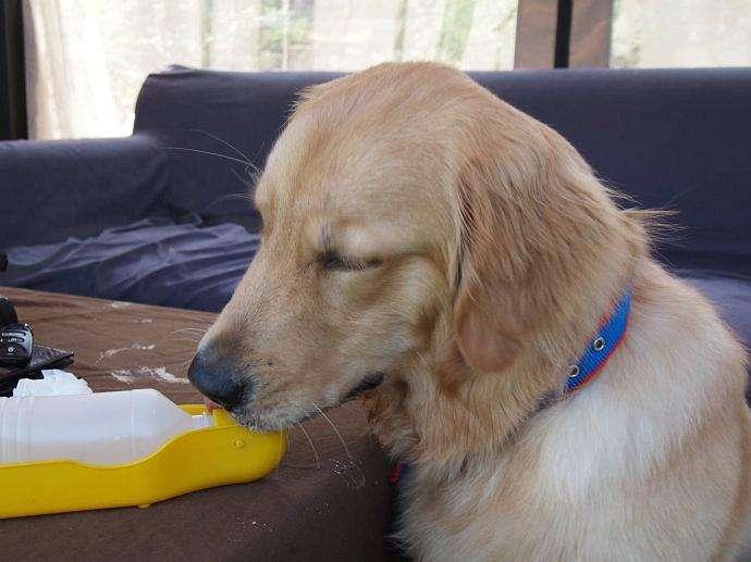 金毛犬常见症状及防治汇总，养金毛的宠物主人收藏了