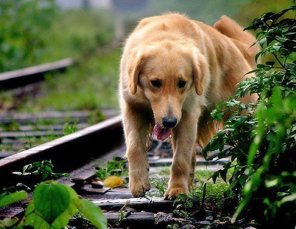 金毛犬常见症状及防治汇总，养金毛的宠物主人收藏了