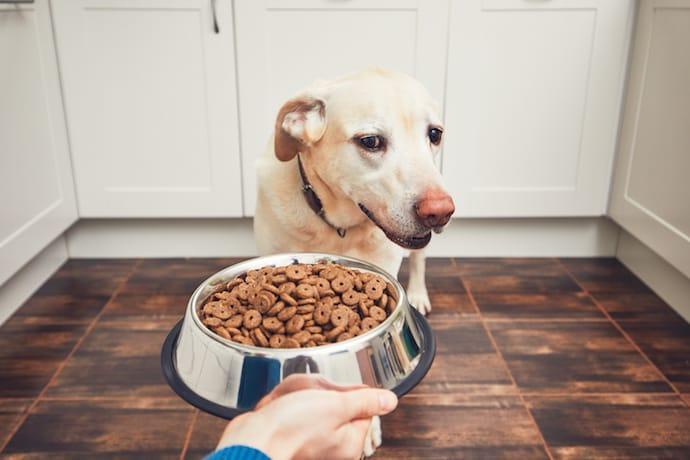 狗狗生病没胃口怎么办？狗狗生病怎么增加狗狗的食欲？