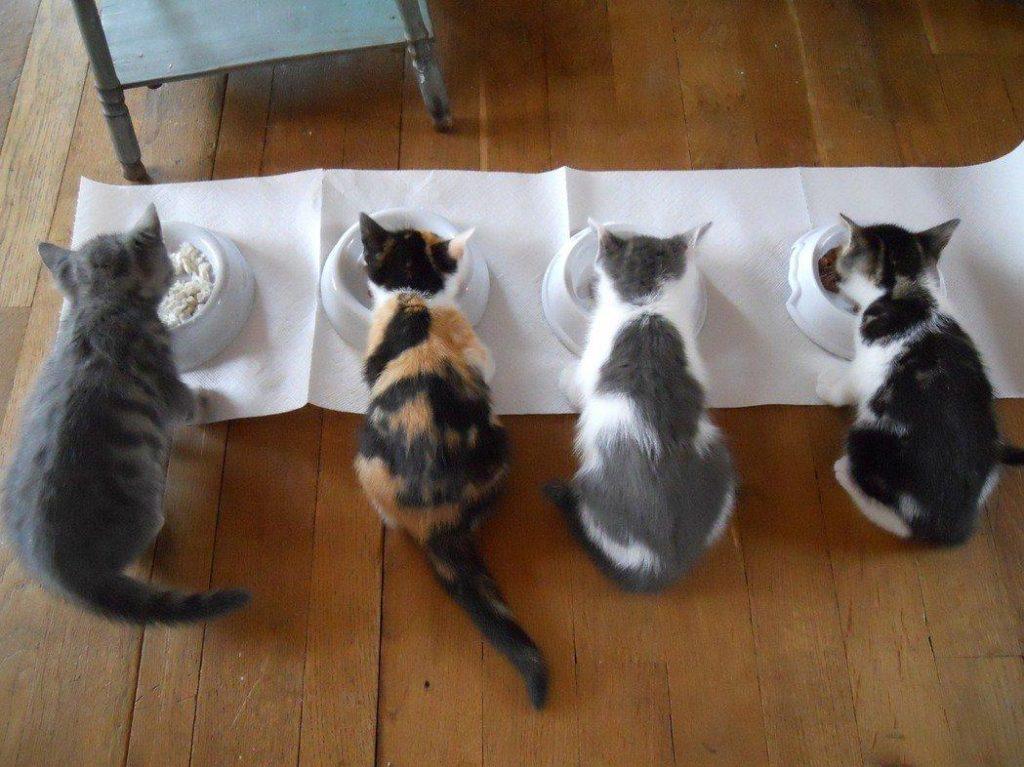 怎样正确的喂猫咪？吃到饱还是定时开饭？