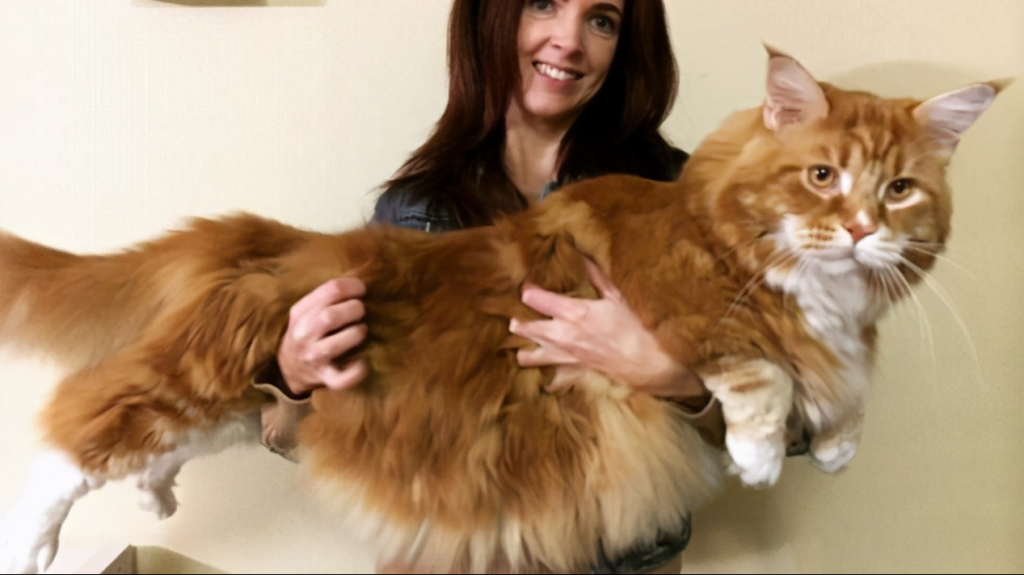 猫咪多少斤才算正常？看看你家的猫咪体重正常吗？