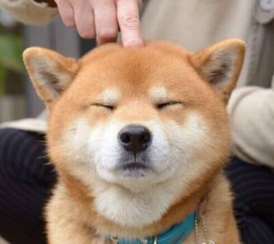 柴犬妊娠期大概是多少天？柴犬怀孕期间会有什么反应