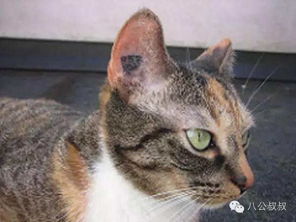 流浪猫的耳朵缺个角是被虐待了吗？