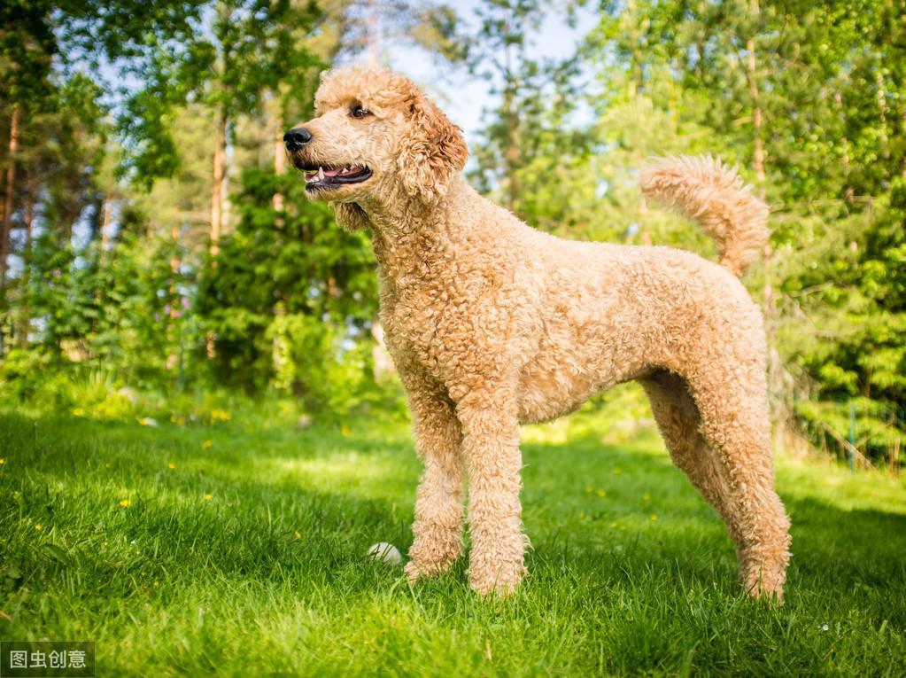 贵宾犬纯不纯？看这5个地方就够了
