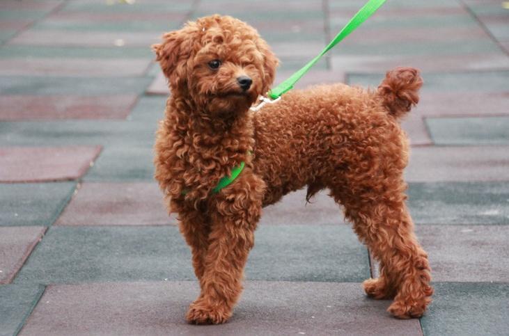 为什么女生都喜欢养泰迪犬?泰迪有什么优点? 为什么女生都喜欢养泰迪犬?泰迪有什么优点?