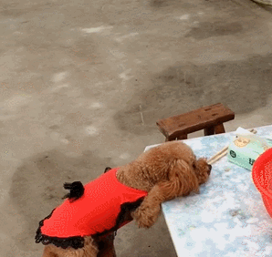 泰迪挑食,不吃狗粮铲屎官很头痛,掌握这些方法,胃口大开 泰迪挑食,不吃狗粮铲屎官很头痛,掌握这些方法,胃口大开