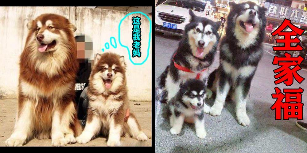 如何判断阿拉斯加犬是不是纯种?5种方法判断阿拉斯加犬是不是纯种 如何判断阿拉斯加犬是不是纯种?5种方法判断阿拉斯加犬是不是纯种