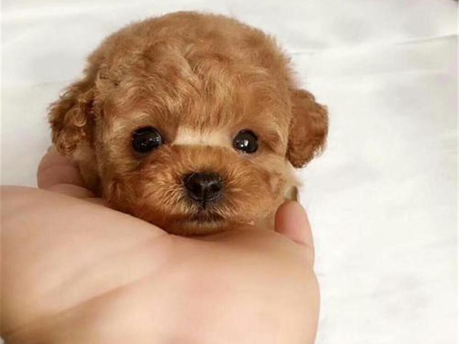 茶杯犬好养吗？（茶杯犬饲养注意事项）