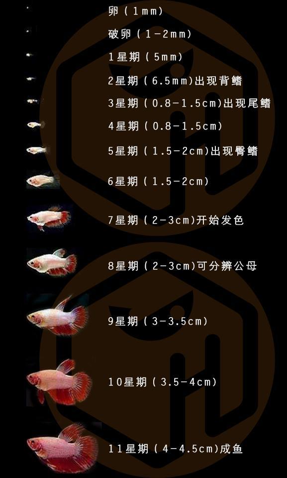 泰国斗鱼繁殖介绍：水族养鱼泰斗幼鱼成鱼饲养经验