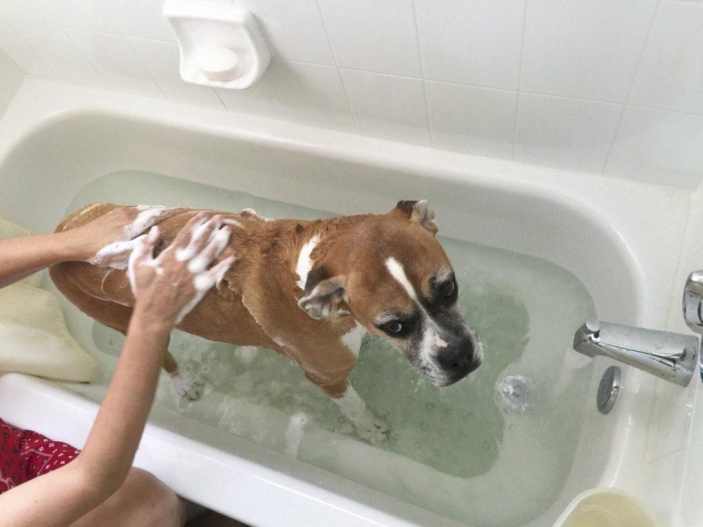 狗狗频繁洗澡，反而会有皮肤病？告诉你多久洗一次狗狗