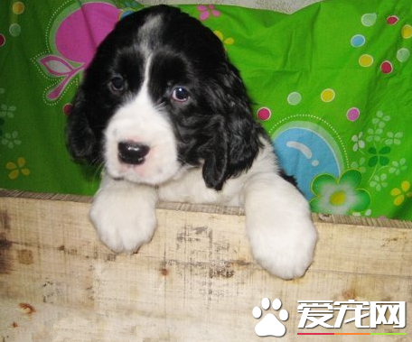 如何挑选史宾格犬？史宾格犬的特征有哪些？