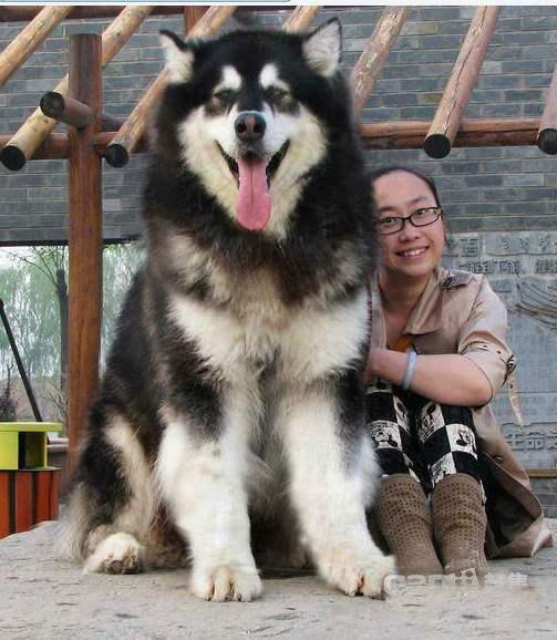 如何判断阿拉斯加犬是不是纯种?5种方法判断阿拉斯加犬是不是纯种 如何判断阿拉斯加犬是不是纯种?5种方法判断阿拉斯加犬是不是纯种