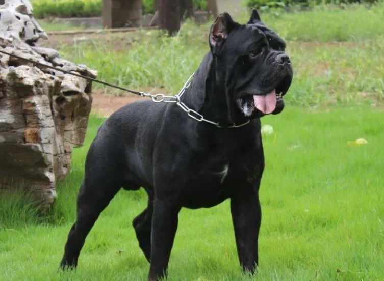 养卡斯罗犬你愿意接受它的缺点吗？可能还会咬人