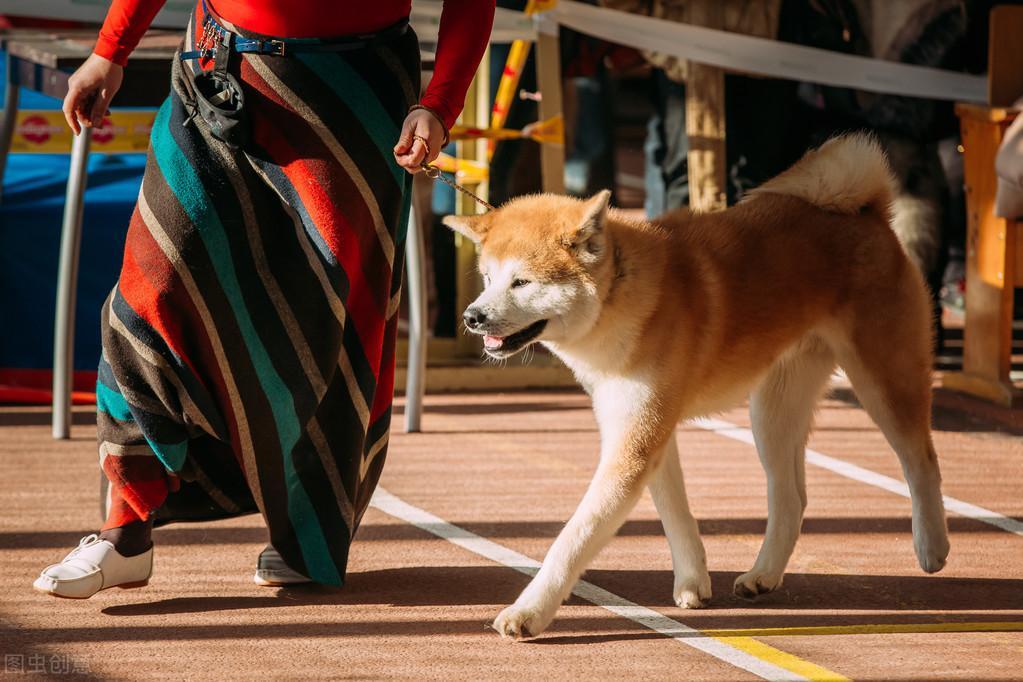 怎么挑选健康、纯种的秋田犬？