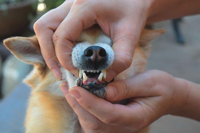 什么是牙周病？狗狗为什么会患上牙周病？狗狗患上牙周病的原因
