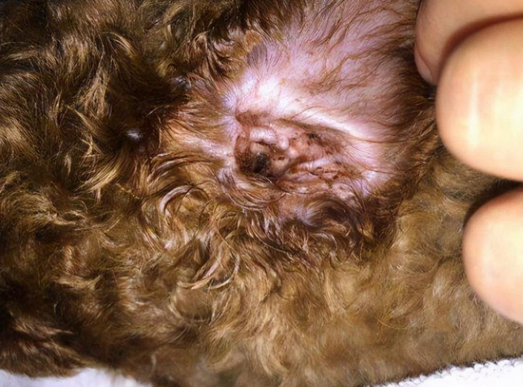 新手养狗：泰迪犬饲养方式