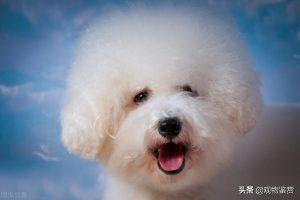 比熊犬好养吗？不饲养比熊的理由有什么？