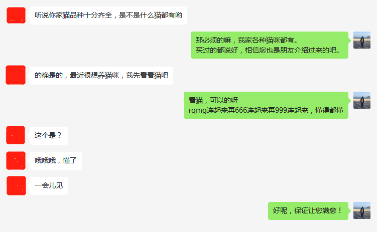 日本短尾猫多少钱一只？日本短尾猫能不能养了吧？