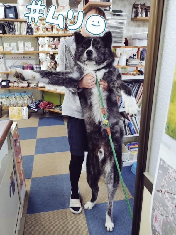 3个月大的美式秋田犬就已经有36斤！日本秋田犬保护协会分享了一张照片