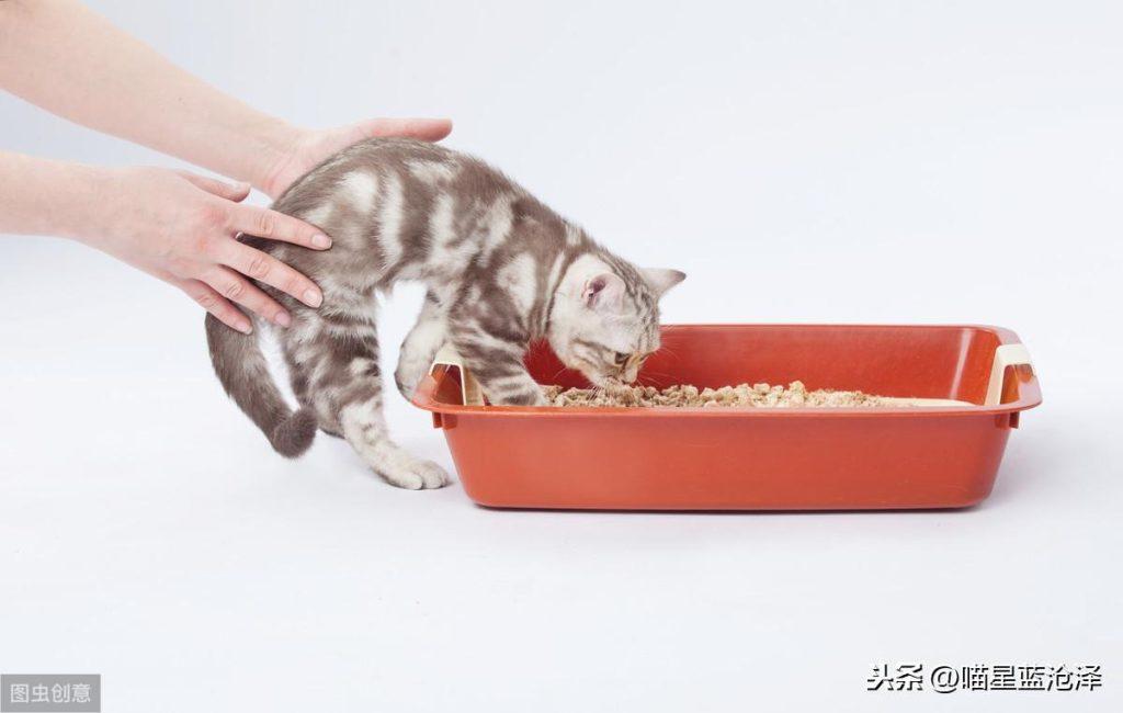分享幼猫你不知道的10件事：小猫不拉便便