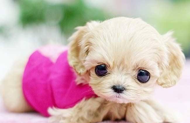 茶杯犬长不大很可爱？茶杯犬你知道它的来源，就再也不想养了
