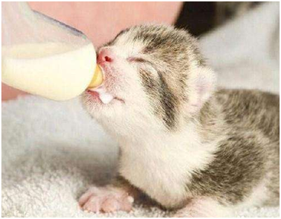 幼猫我们应该如何照顾喂养呢？小猫喂养不能缺的那点奶