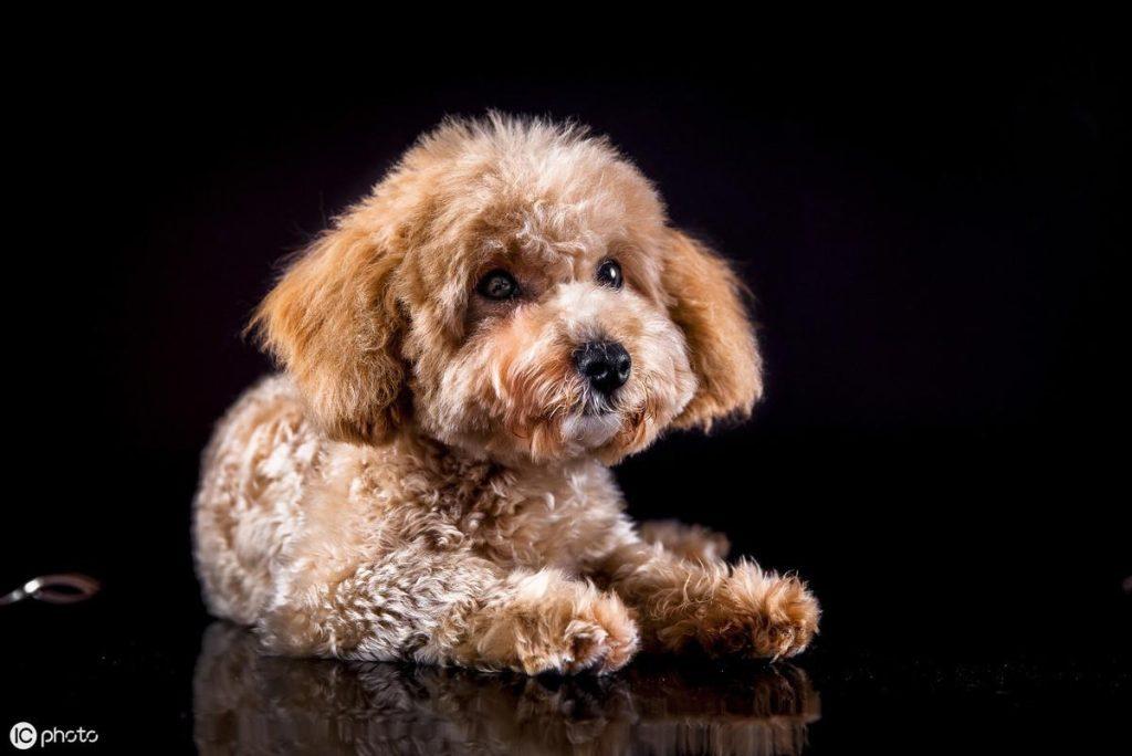饲养老年贵宾犬的方法介绍（怎么照顾老了的贵宾犬？）