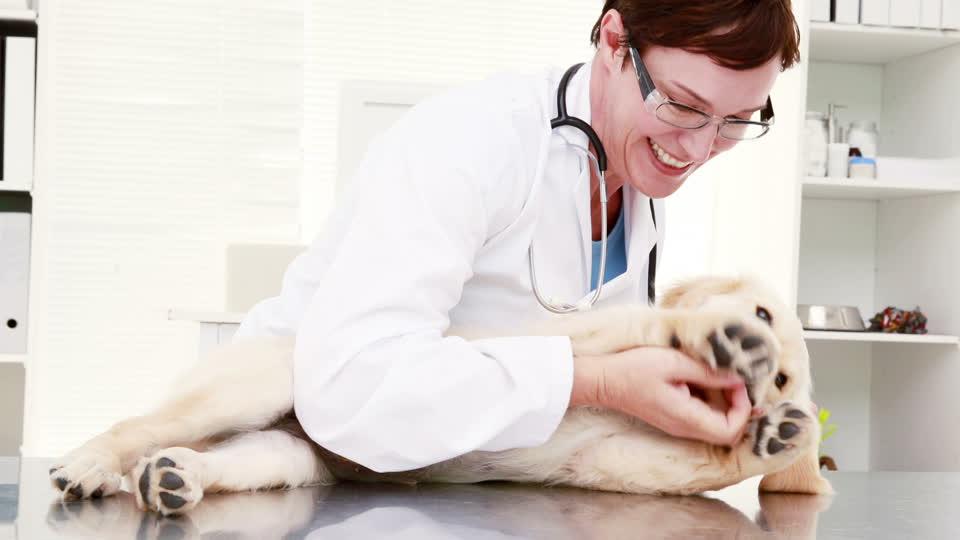 关于狗狗的健康：狗狗体温、心率和呼吸频率反应狗狗身体情况