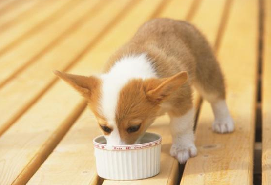 柯基犬一般多少钱？柯基什么样的价格比较合适？