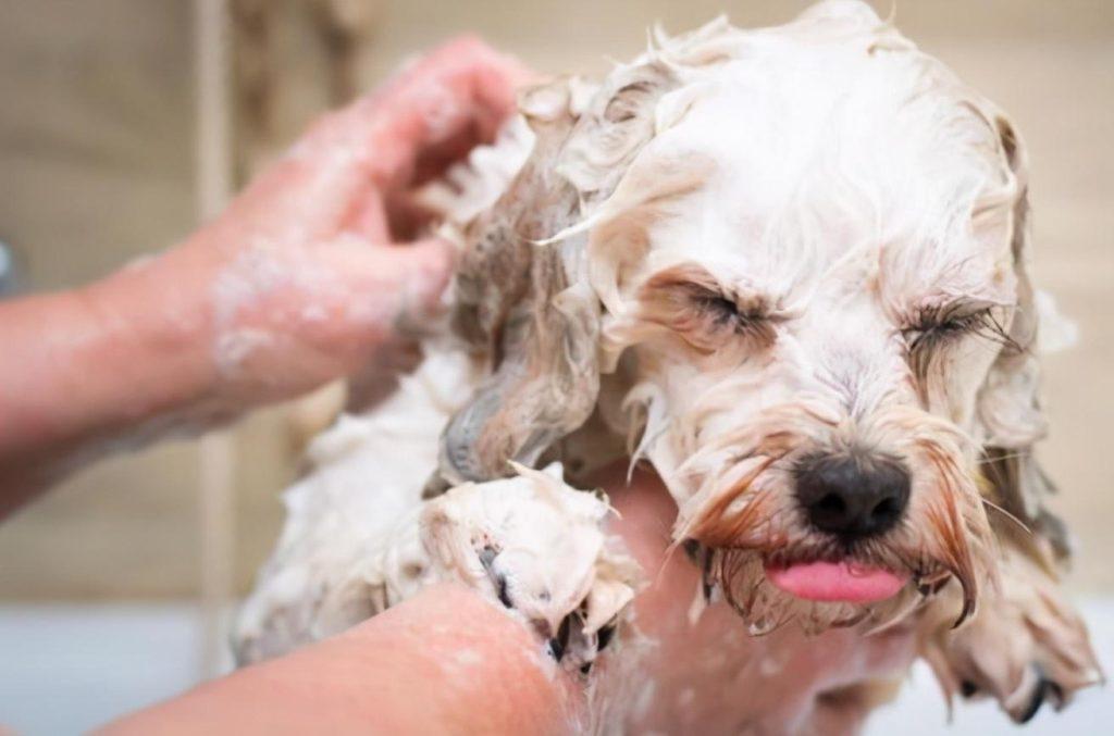 狗狗多久洗一次澡？原来这么多年都错了