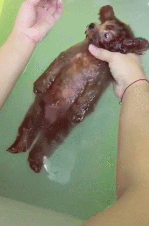 给泰迪犬洗澡需要注意什么?泰迪犬洗澡的7大误区,你有中招吗? 给泰迪犬洗澡需要注意什么?泰迪犬洗澡的7大误区,你有中招吗?