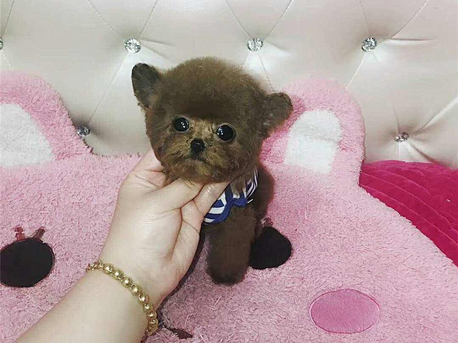 茶杯犬好养吗？（茶杯犬饲养注意事项）