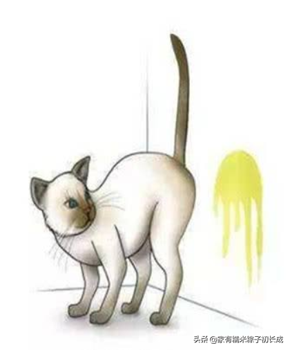 如何改善猫咪老乱拉尿的习惯？可能是因为猫砂盆太小