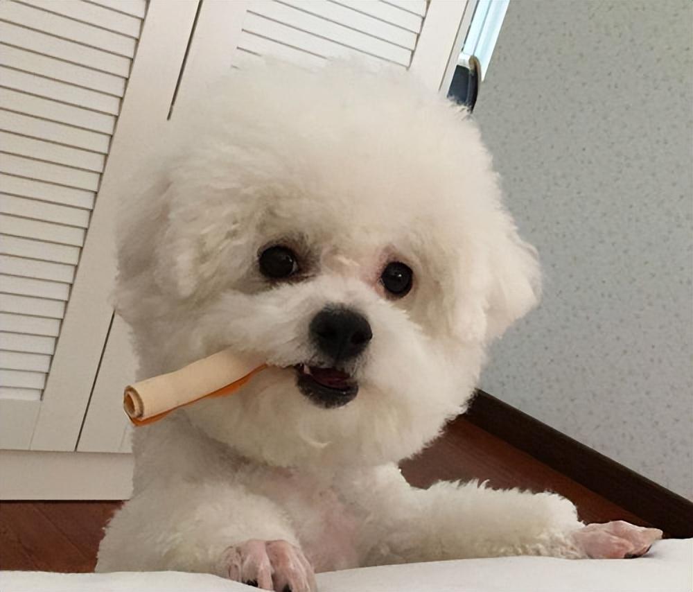 比熊犬呕吐是什么原因,该怎么办才好? 比熊犬呕吐是什么原因,该怎么办才好?
