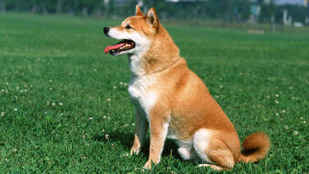 狗狗得了细小怎么办?有什么症状?狗狗得细小的治疗方法是什么? 狗狗得了细小怎么办?有什么症状?狗狗得细小的治疗方法是什么?