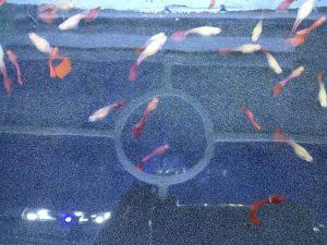 80厘米的鱼缸能够饲养多少孔雀鱼？