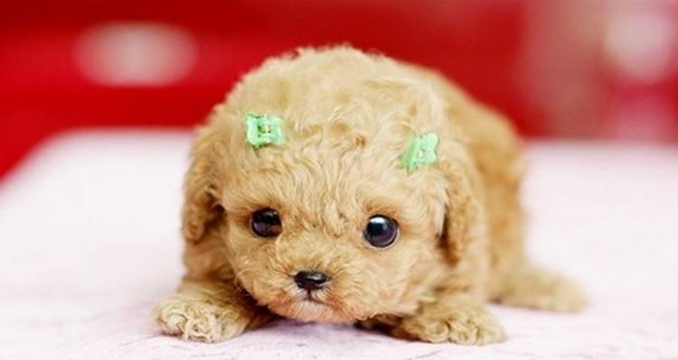 茶杯犬长不大很可爱？茶杯犬你知道它的来源，就再也不想养了