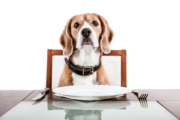 狗狗每天该吃多少？如何判断狗狗是否吃饱？