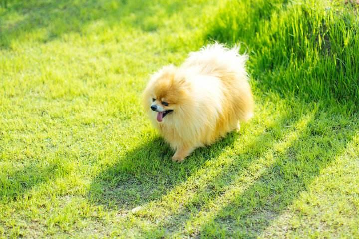 狗狗得了细小怎么办?有什么症状?狗狗得细小的治疗方法是什么? 狗狗得了细小怎么办?有什么症状?狗狗得细小的治疗方法是什么?