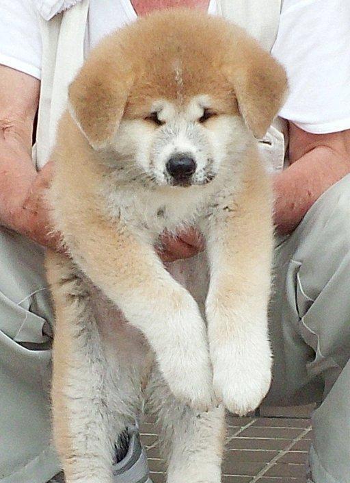 3个月大的美式秋田犬就已经有36斤！日本秋田犬保护协会分享了一张照片