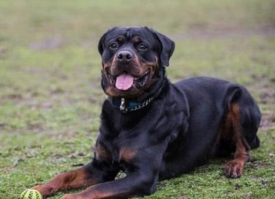 再优秀的罗威纳犬，也有不靠谱的时候，你知道它的缺点吗？
