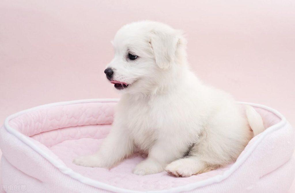 狗狗吐虫子还能活几天?(2个月小狗肚子里有很多蛔虫) 狗狗吐虫子还能活几天?(2个月小狗肚子里有很多蛔虫)
