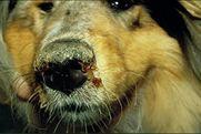 犬瘟热是一种发病率极高的犬类传染病及治疗方法分享