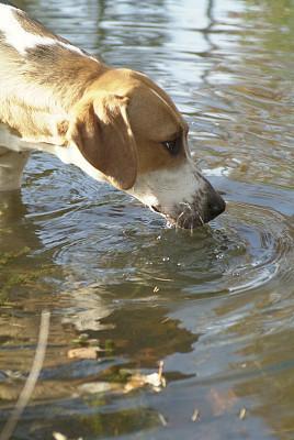 幼犬每天要喝多少水？讲讲幼犬喝水方面的事