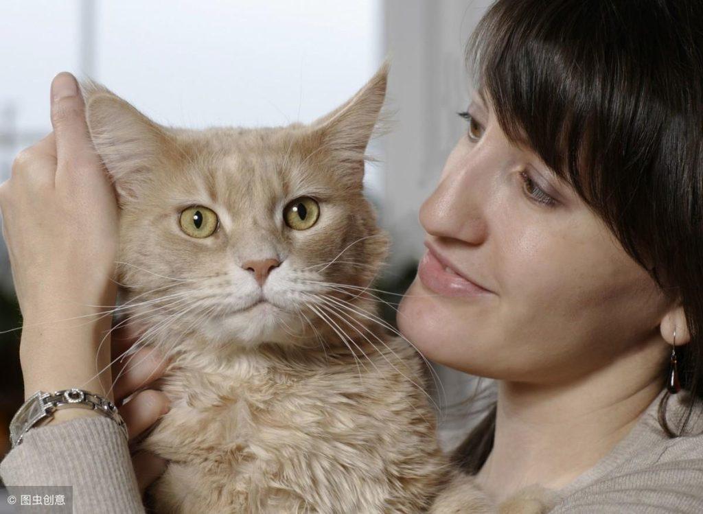 1万5一只的缅因猫为什么还那多人买？田园猫就没人关心？