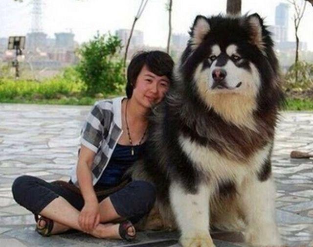 如何判断阿拉斯加犬是不是纯种?5种方法判断阿拉斯加犬是不是纯种 如何判断阿拉斯加犬是不是纯种?5种方法判断阿拉斯加犬是不是纯种