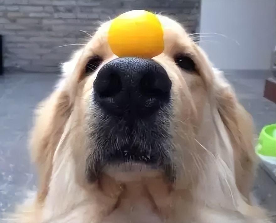 狗狗吃蛋黄有哪些好处？狗狗每天吃蛋黄有危害吗？