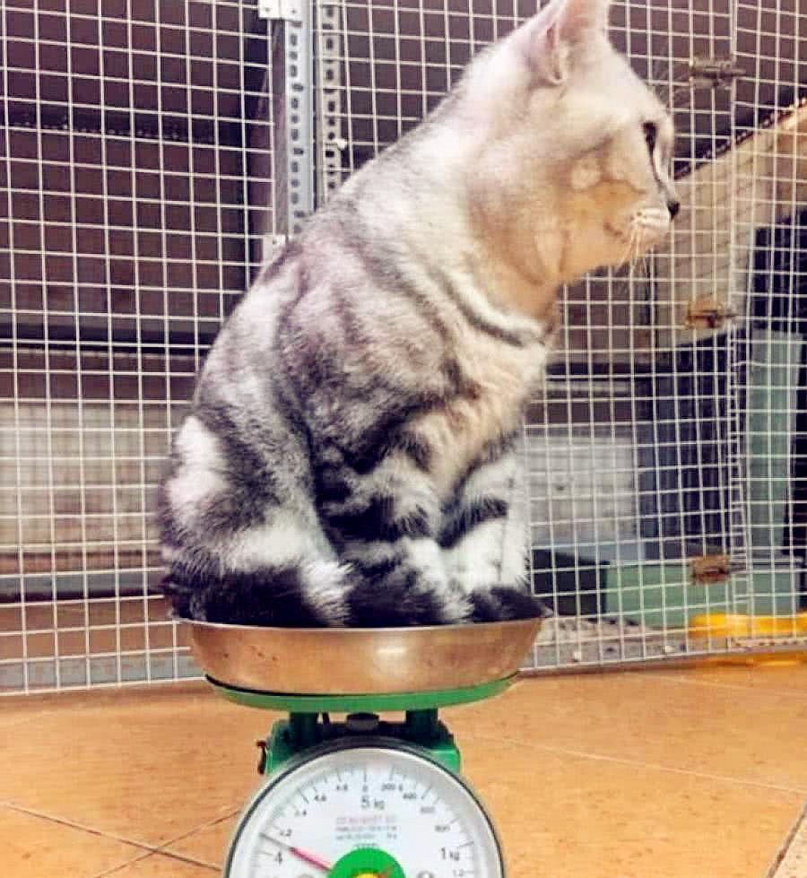 猫咪多少斤才算正常？看看你家的猫咪体重正常吗？